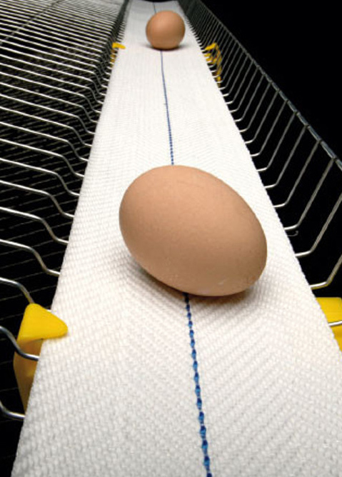 Sabuk Telur